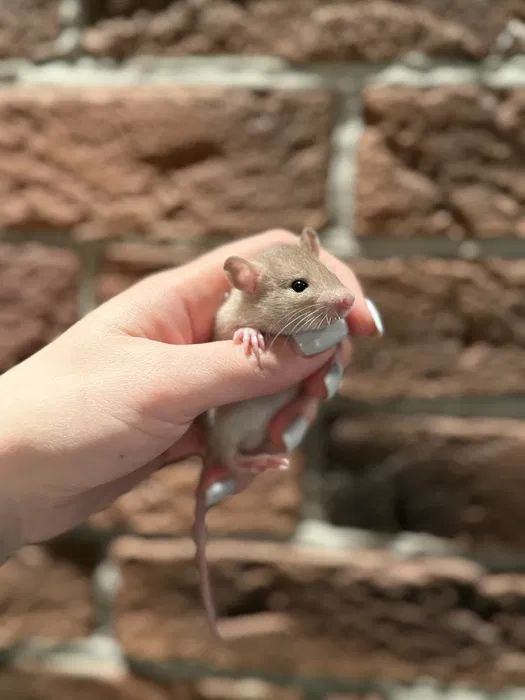 Пацючки криси крисята щури