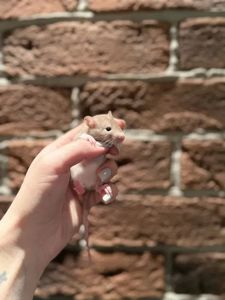 Пацючки криси крисята щури