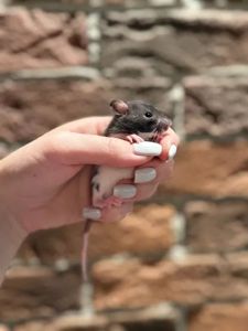 Пацючки криси крисята щури
