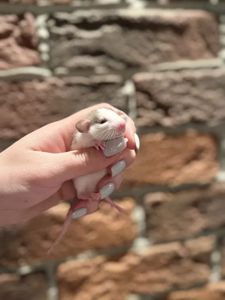 Пацючки криси крисята щури