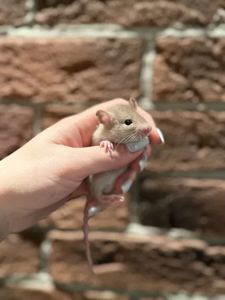 Пацючки криси крисята щури