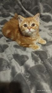 Шотландские мальчики