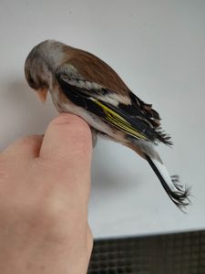 канарка гібрид з щигликом