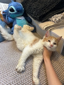 Кошеня шукає родину