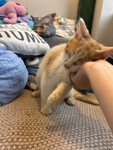 Кошеня шукає родину
