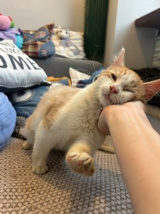 Кошеня шукає родину