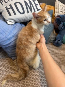 Кошеня шукає родину