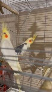 Продам сімейну пару корелл!