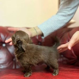 Чихуахуа КСУ дівчата та хлопчик, довга та коротка шерсть