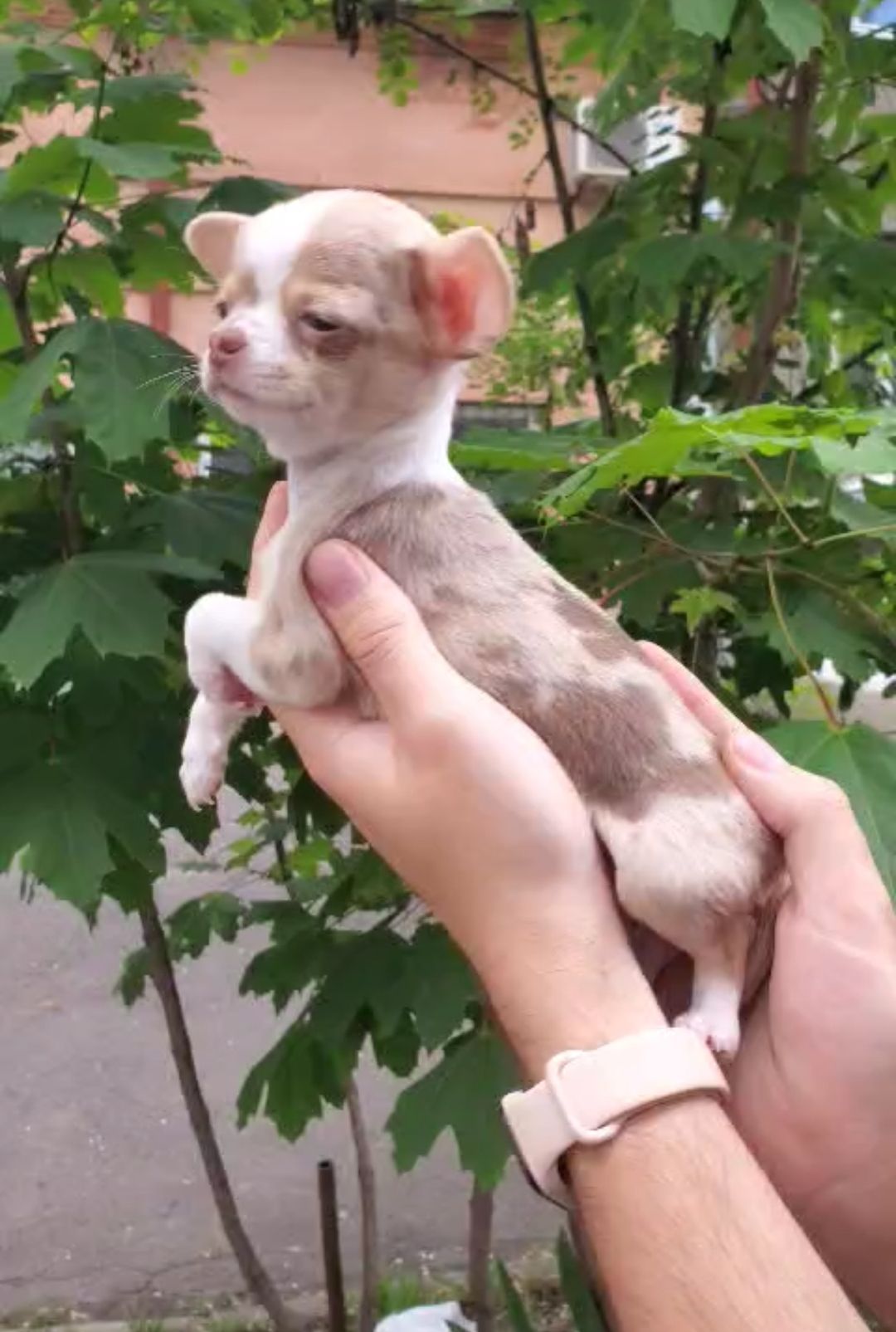Мини девочка
