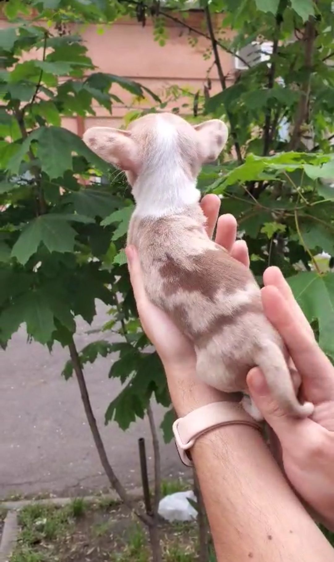 Мини девочка
