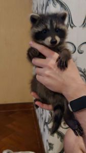Мальчишки енотики
