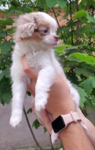 Девочка мерле с документами