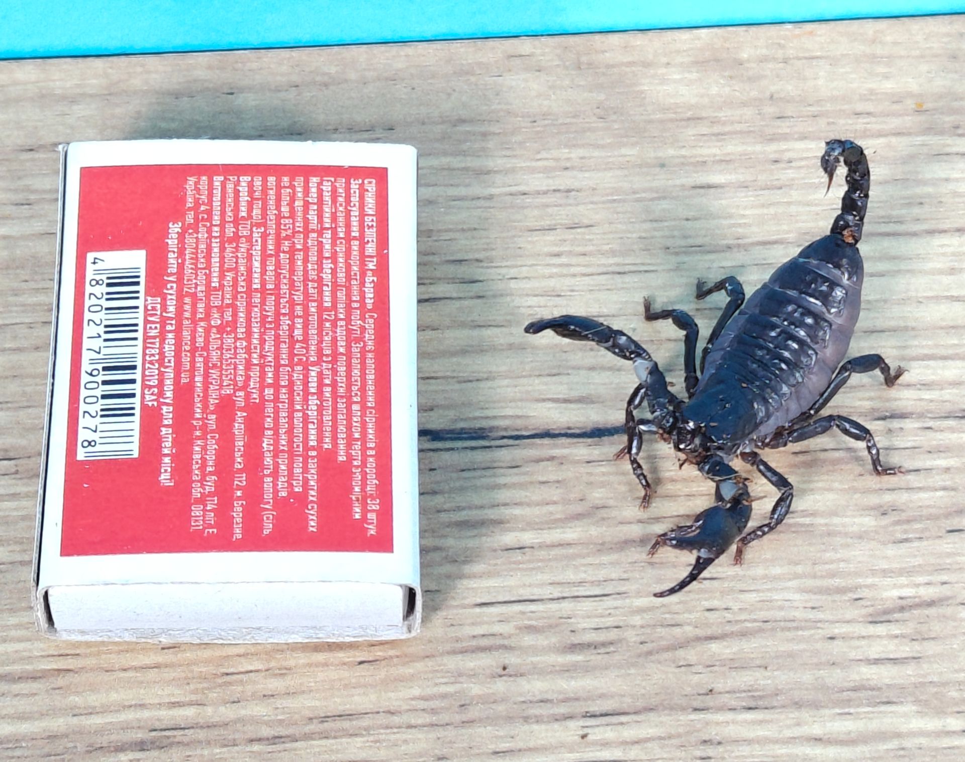 Молодняк Heterometrus spinifer, скорпион