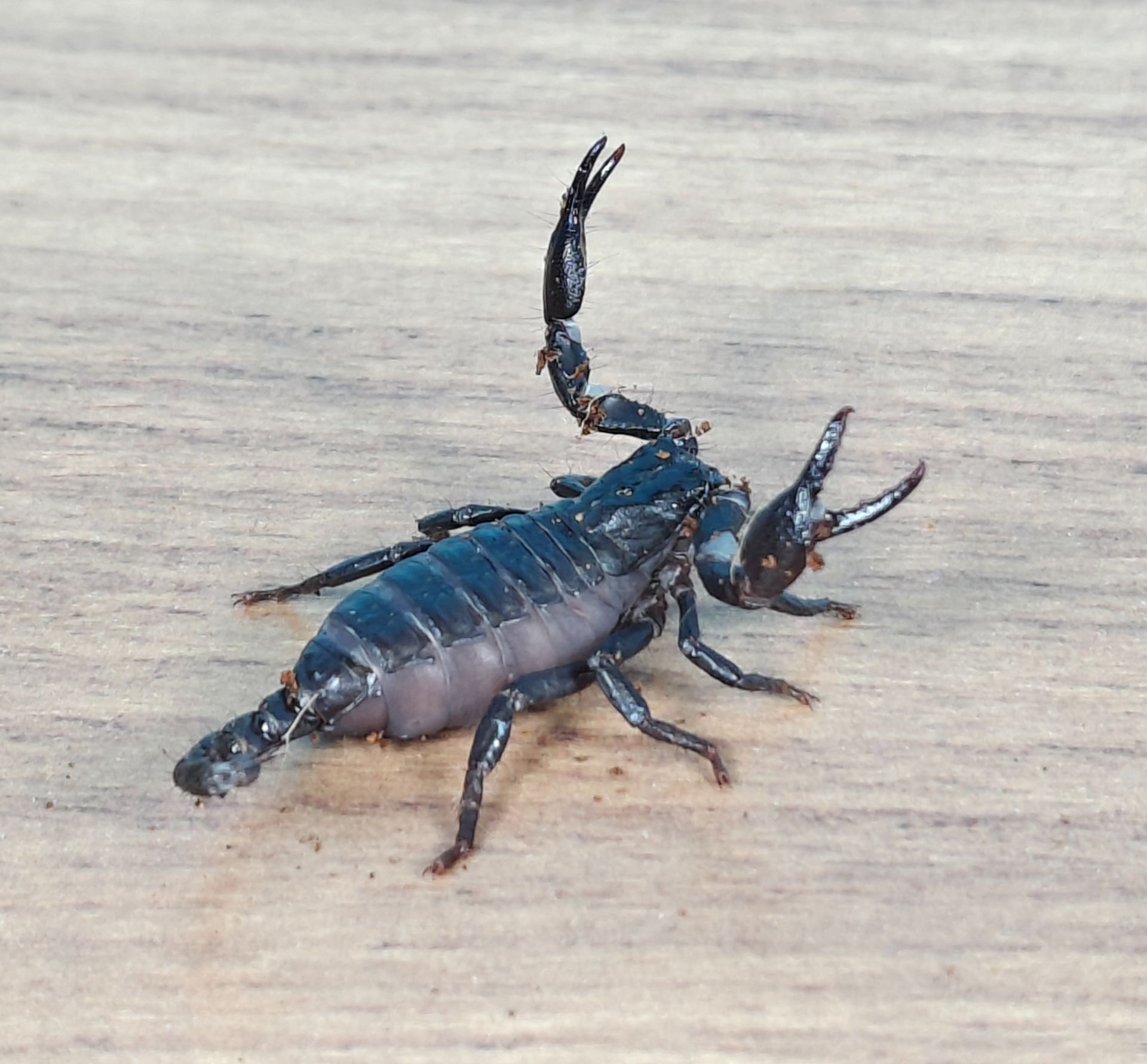 Молодняк Heterometrus spinifer, скорпион