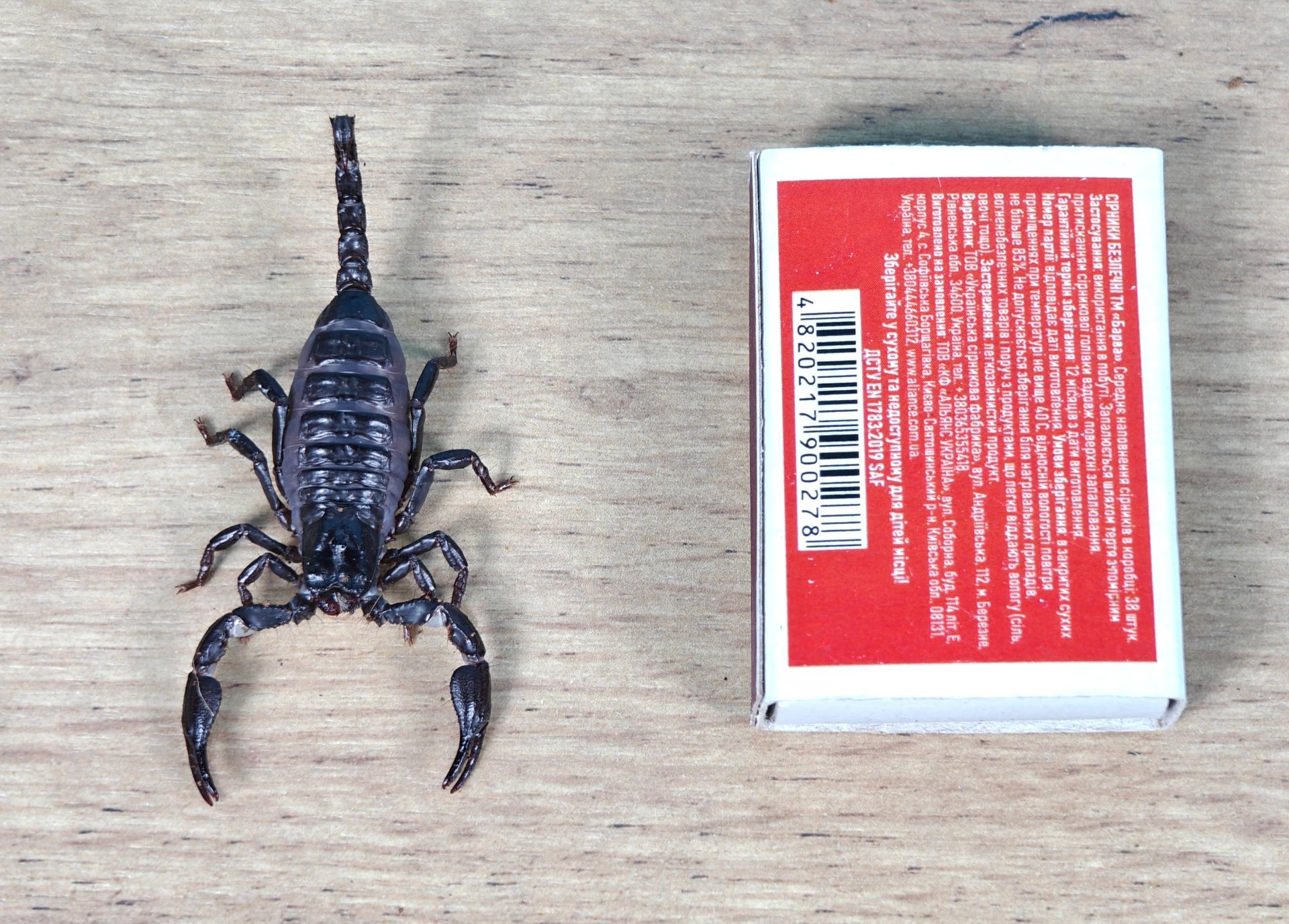 Молодняк Heterometrus spinifer, скорпион