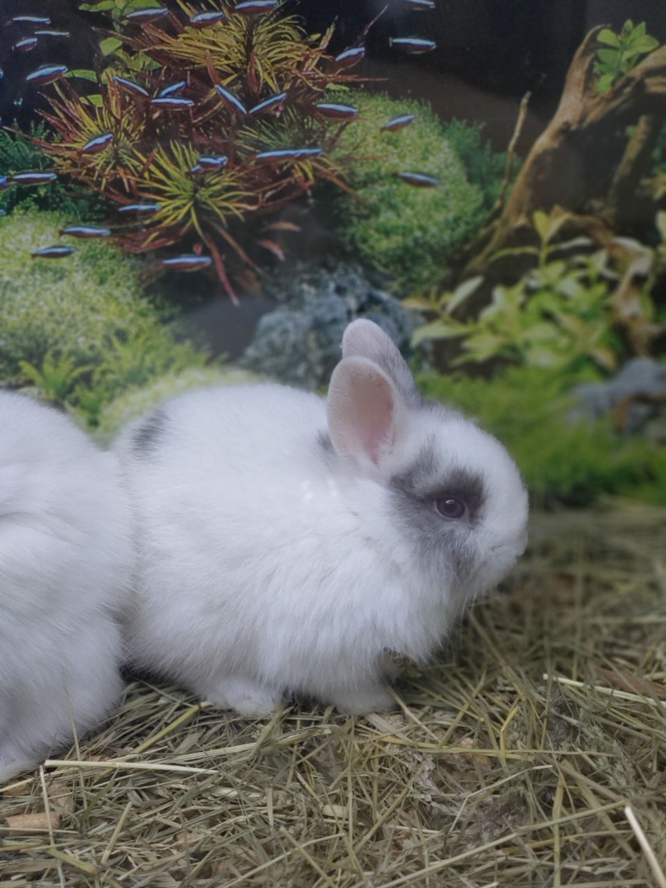 Декоративний кролик