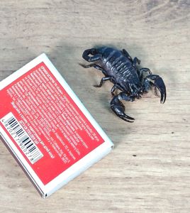 Молодняк Heterometrus spinifer, скорпион