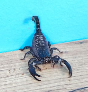 Молодняк Heterometrus spinifer, скорпион