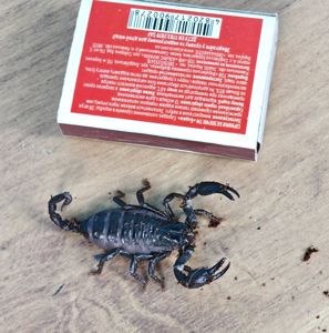 Молодняк Heterometrus spinifer, скорпион