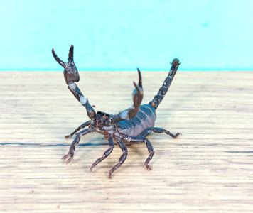 Молодняк Heterometrus spinifer, скорпион