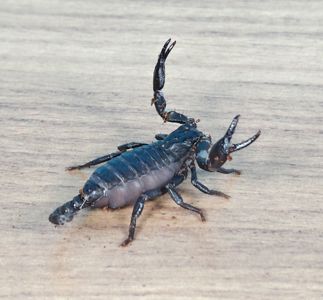 Молодняк Heterometrus spinifer, скорпион