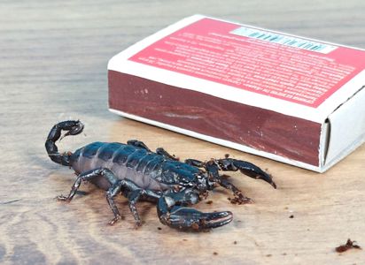 Молодняк Heterometrus spinifer, скорпион