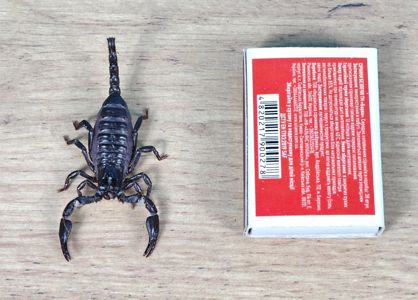 Молодняк Heterometrus spinifer, скорпион