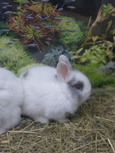 Декоративний кролик