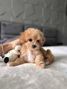 Девочка мальтипу f1 мини baby face