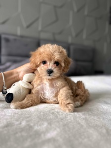 Девочка мальтипу f1 мини baby face