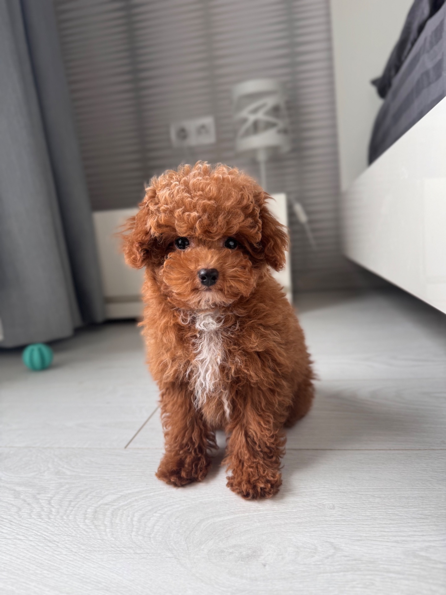 Мальчик Maltipoo F2 беби фейс мини
