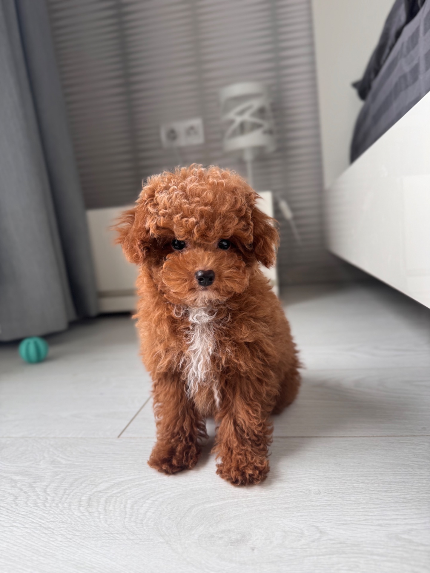Мальчик Maltipoo F2 беби фейс мини