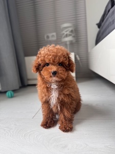 Мальчик Maltipoo F2 беби фейс мини