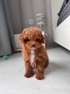 Мальчик Maltipoo F2 беби фейс мини