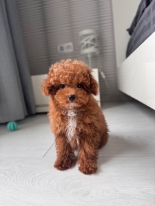 Мальчик Maltipoo F2 беби фейс мини