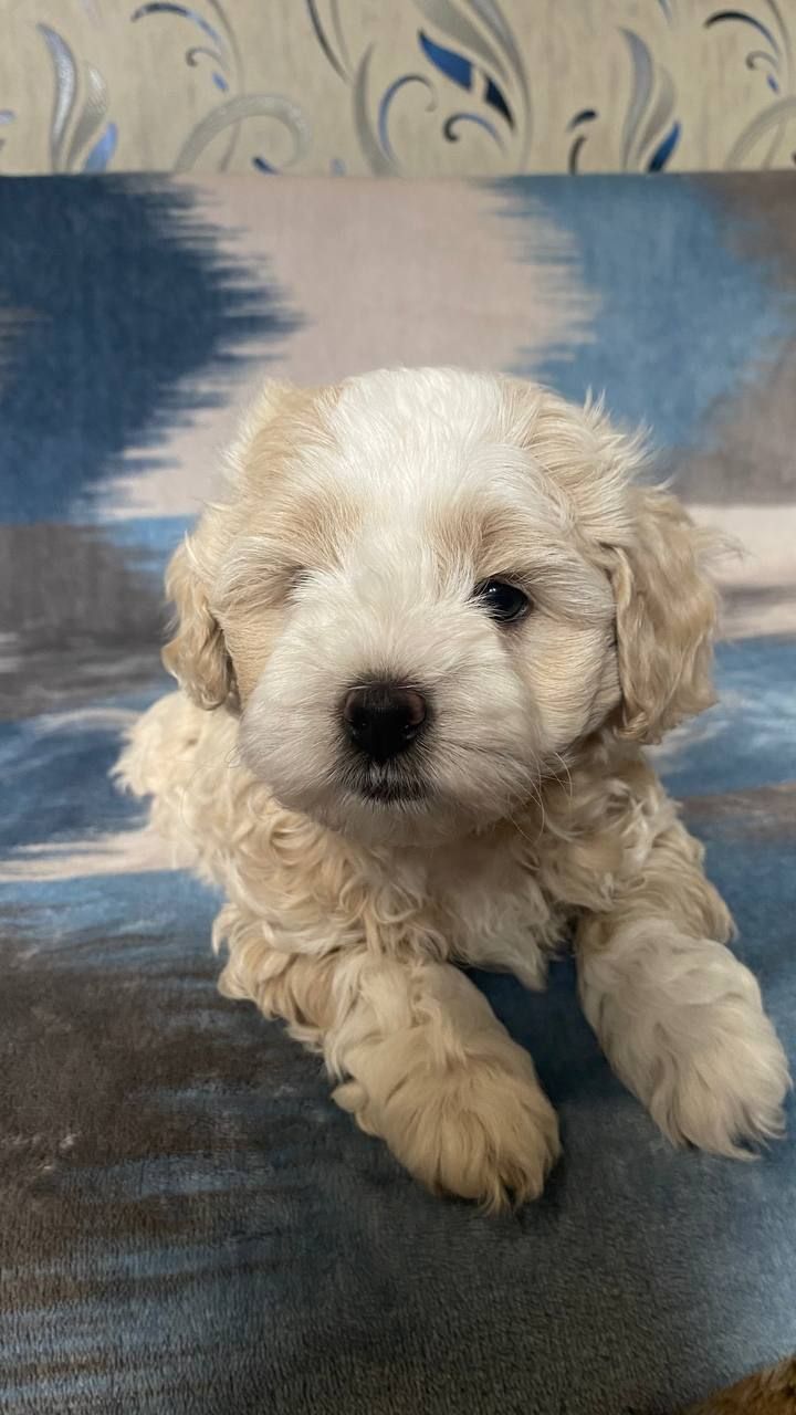 Продам чарівного щеня мальтіпу 🐾 Хлопчик
