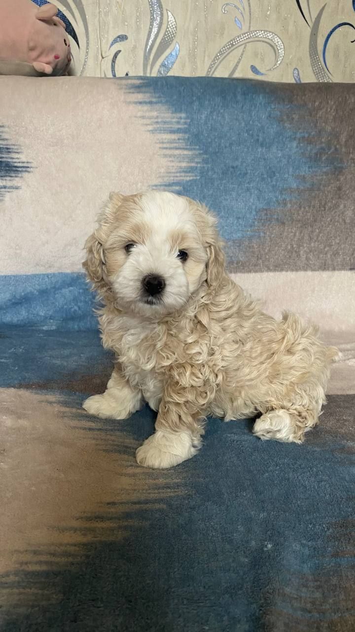 Продам чарівного щеня мальтіпу 🐾 Хлопчик