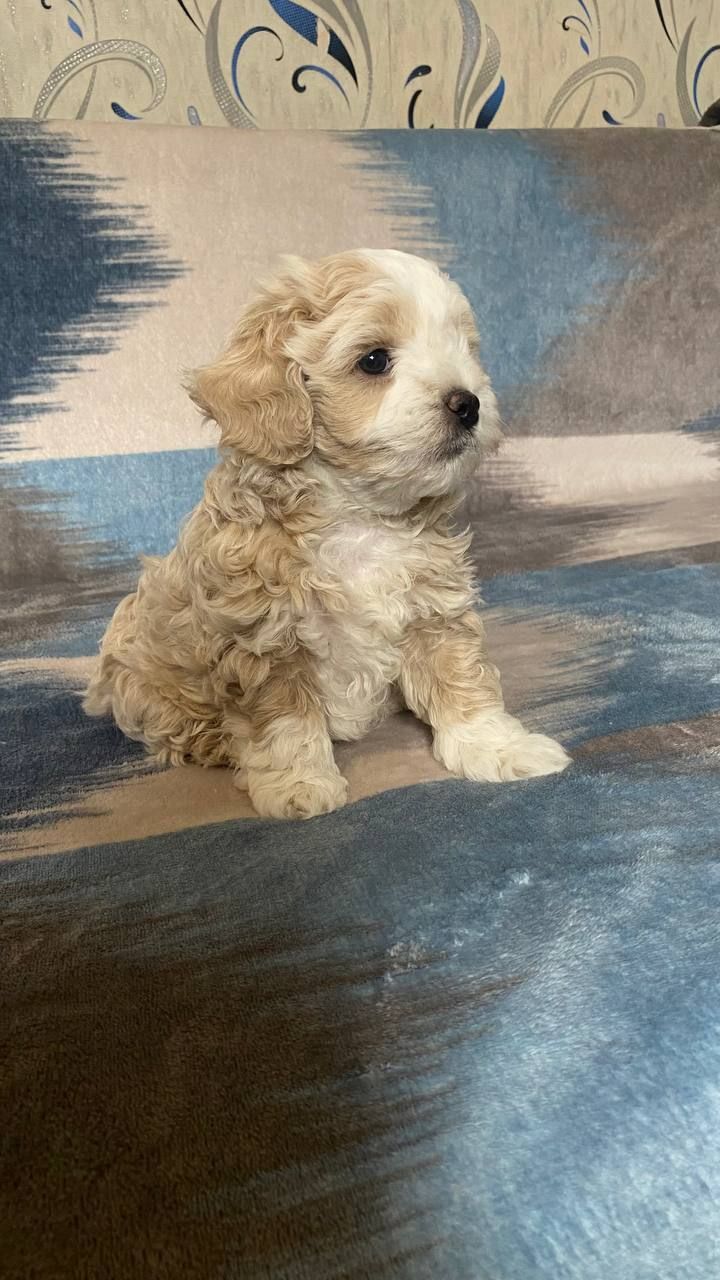 Продам чарівного щеня мальтіпу 🐾 Хлопчик