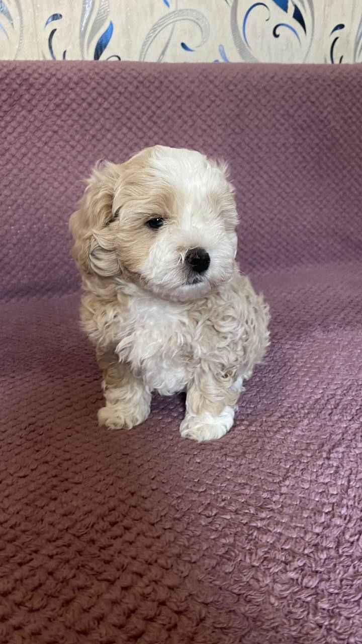 Продам чарівного щеня мальтіпу 🐾 Хлопчик