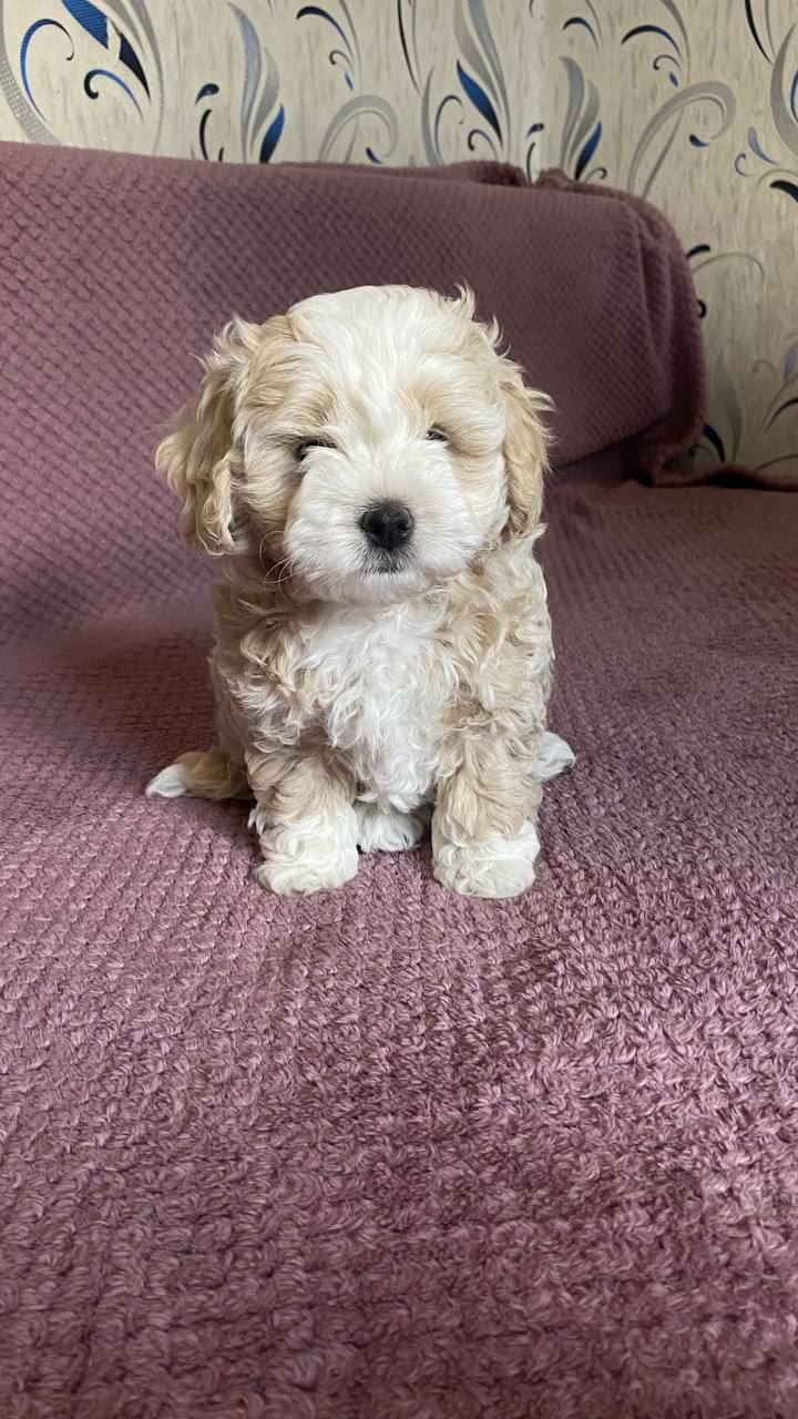 Продам чарівного щеня мальтіпу 🐾 Хлопчик