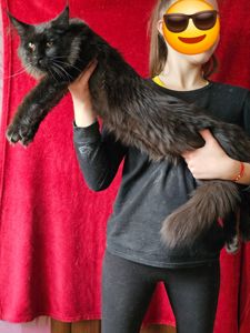Триша девочка мейн кун
