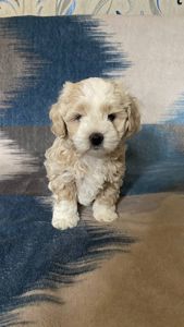 Продам чарівного щеня мальтіпу 🐾 Хлопчик