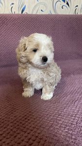 Продам чарівного щеня мальтіпу 🐾 Хлопчик