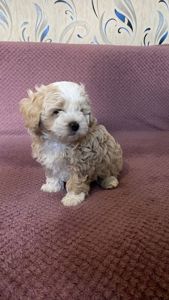 Продам чарівного щеня мальтіпу 🐾 Хлопчик