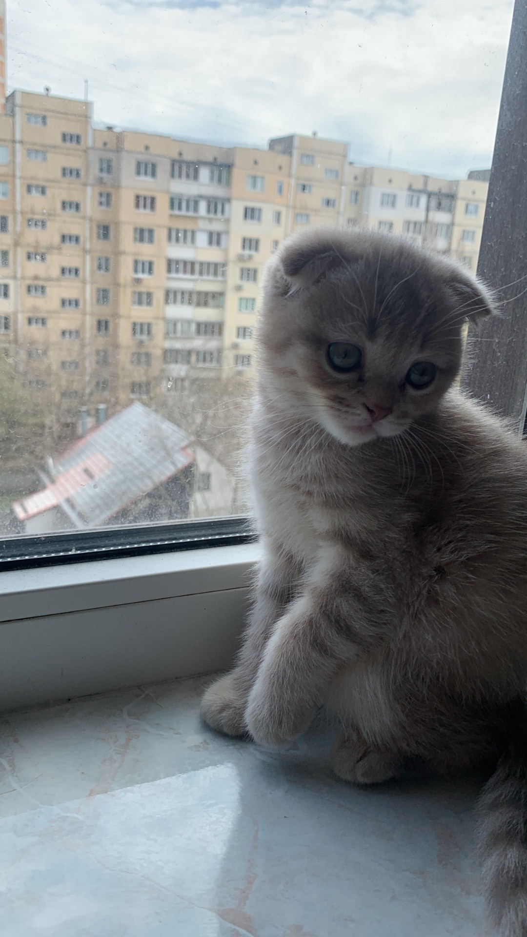 кошеня шотландське висловухе