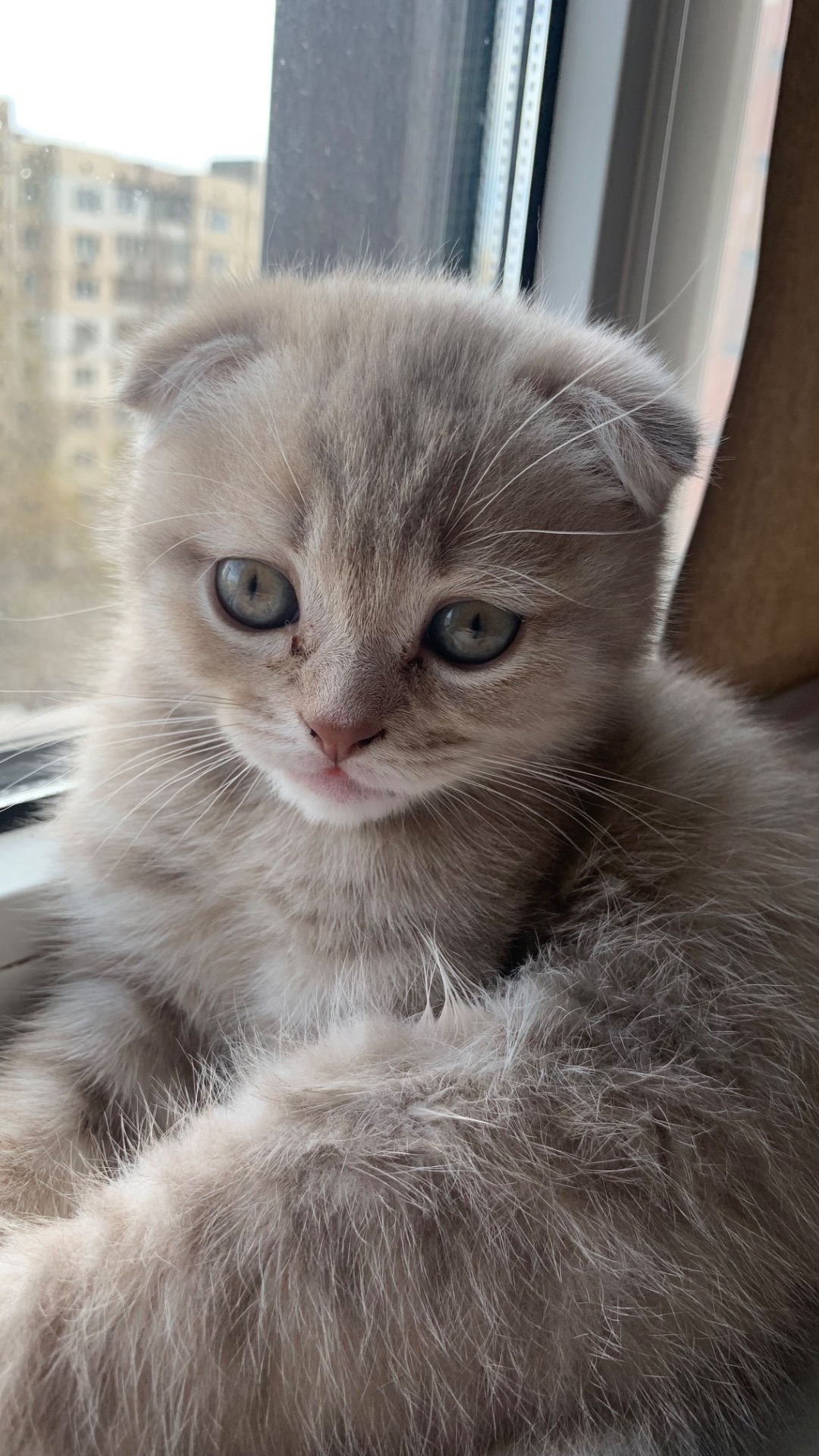 кошеня шотландське висловухе