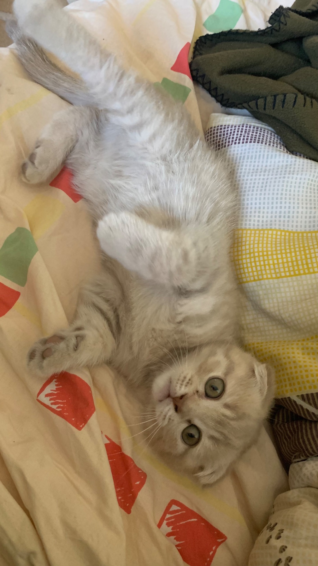 кошеня шотландське висловухе