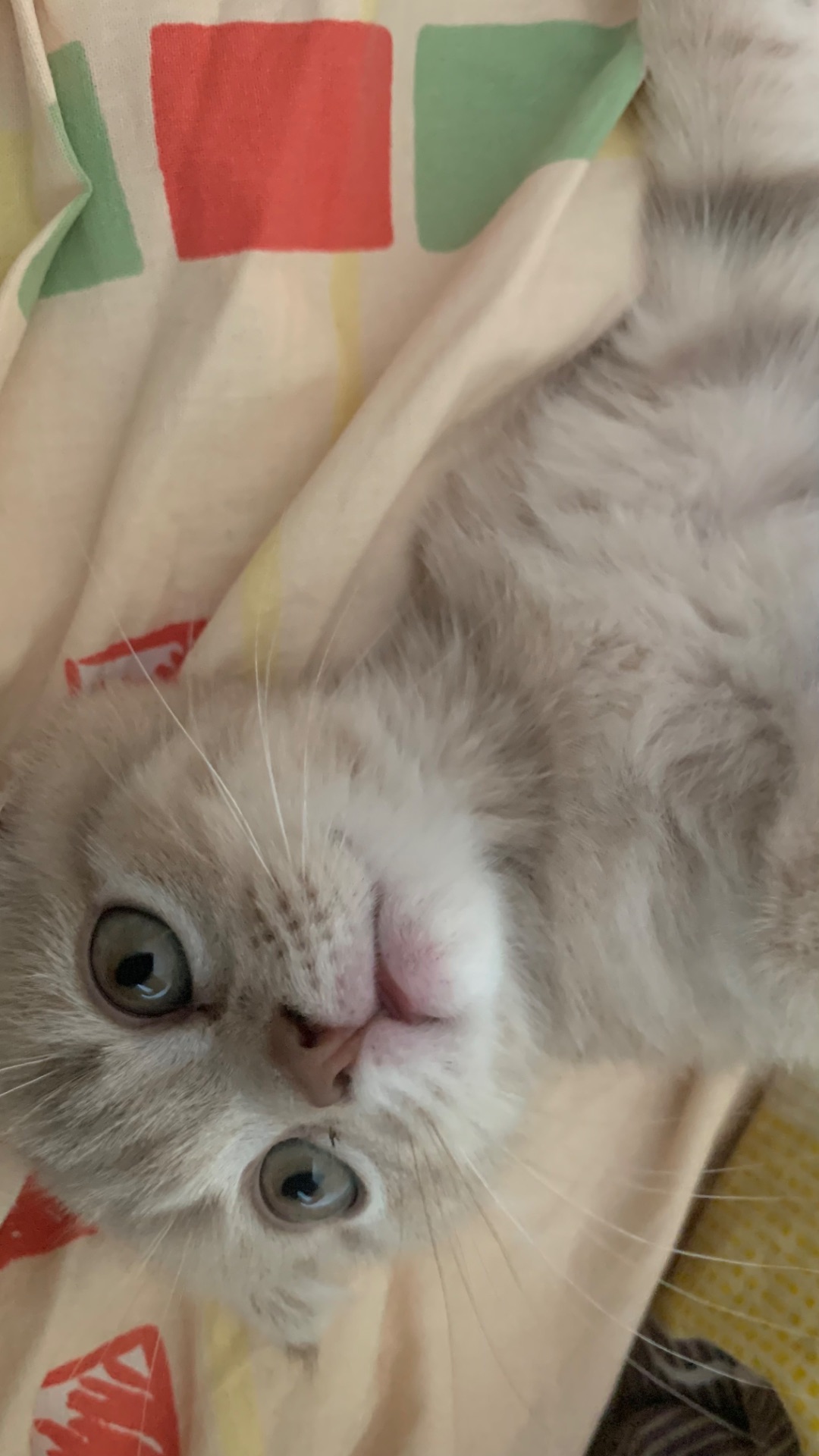 кошеня шотландське висловухе