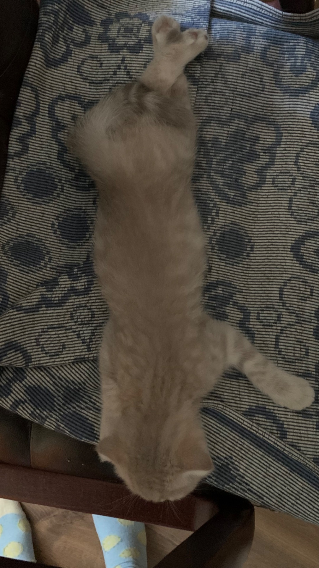 кошеня шотландське висловухе